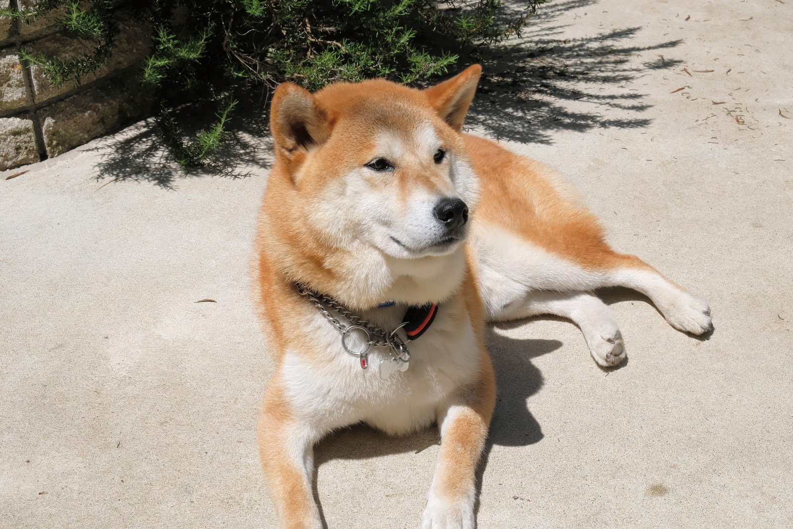Pethotel11 お庭番のブログ 犬同士のじゃれ合いとケンカ