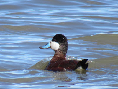 Tule Lake National Wildlife Refuge northern California waterfowl