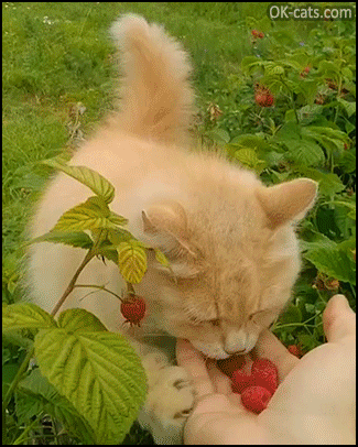 Funny Cat GIF • Vegan cat likes fresh raspberries. Om Nom Nom [ok-cats.com]