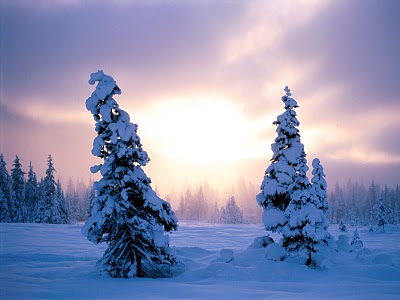 Christmas Snow Trees Backgrounds Free Download