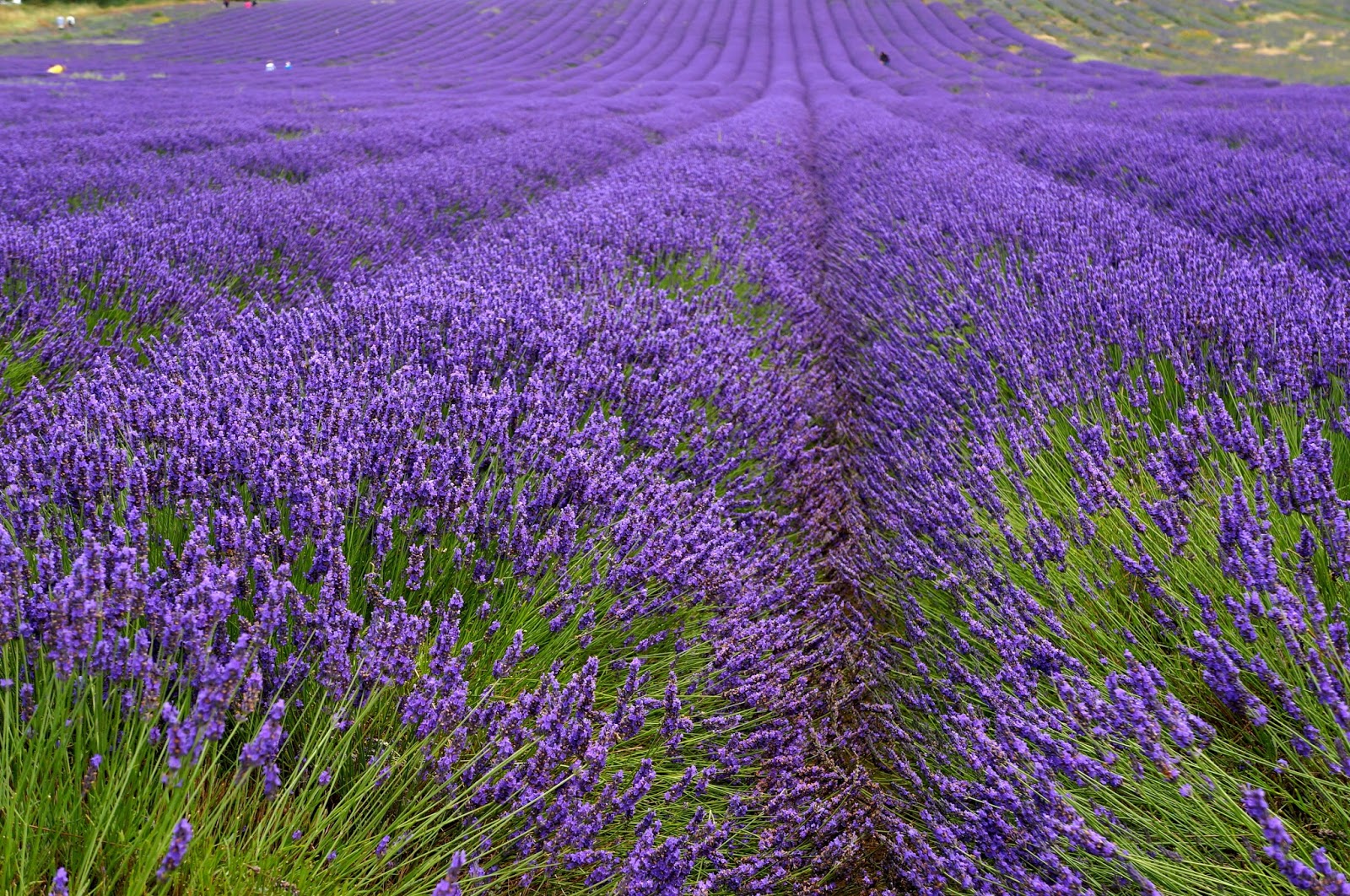 Thaís em Londres: Hitchin - Campo de Lavanda na Inglaterra