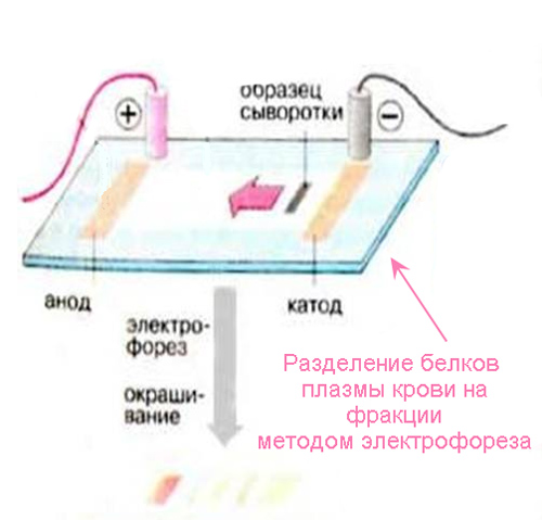Соотношение белковых фракций методом электрофореза