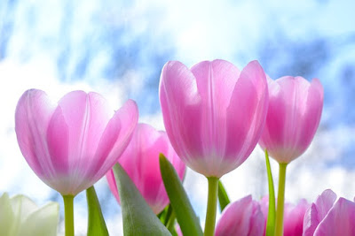 alt="tulipanes rosa"