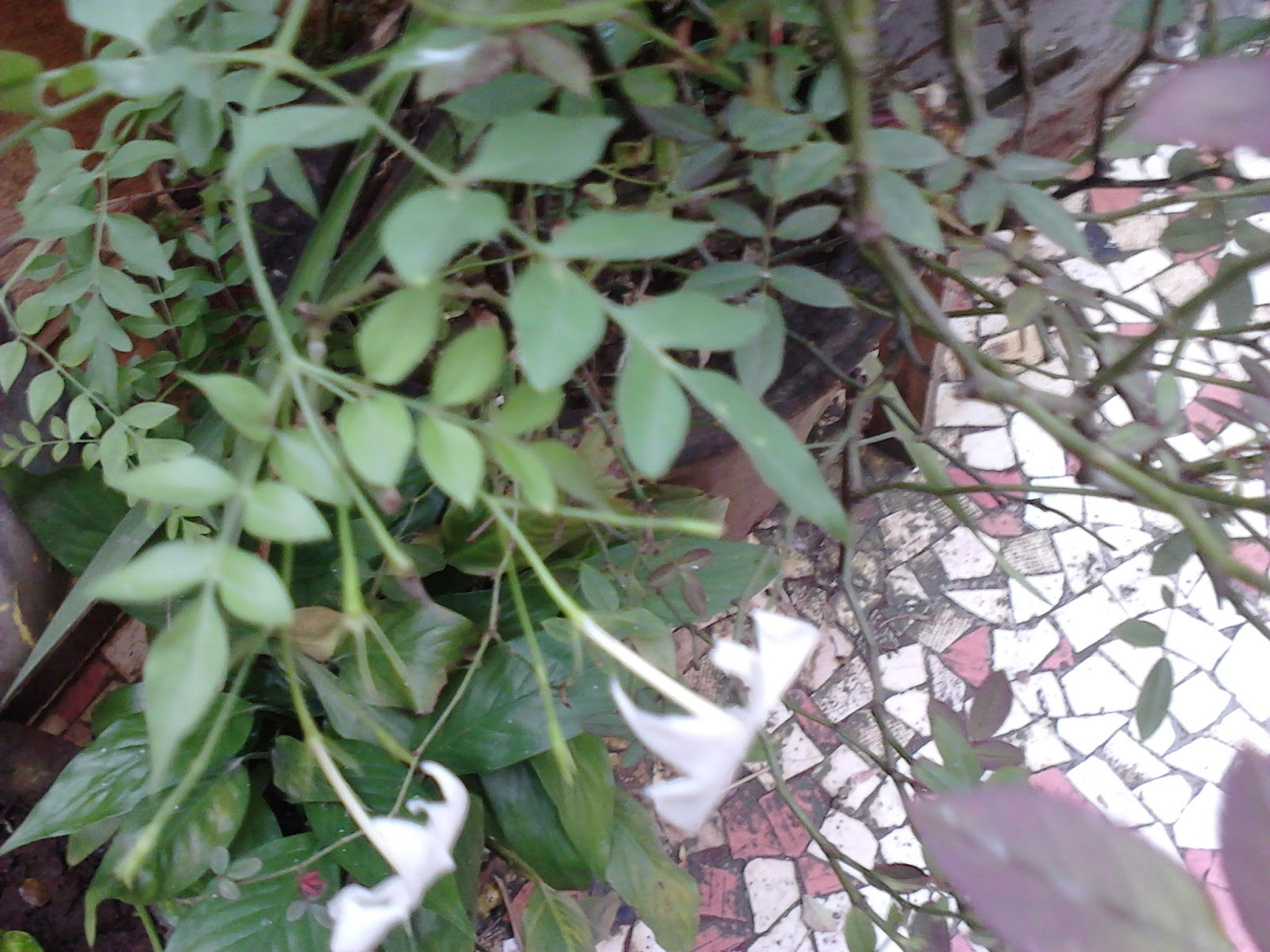 Garden Care Simplified Healthy Growth Tips for Jasmine jai Juhi