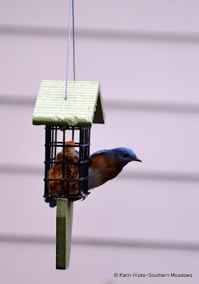 Feeding Bluebirds in Winter