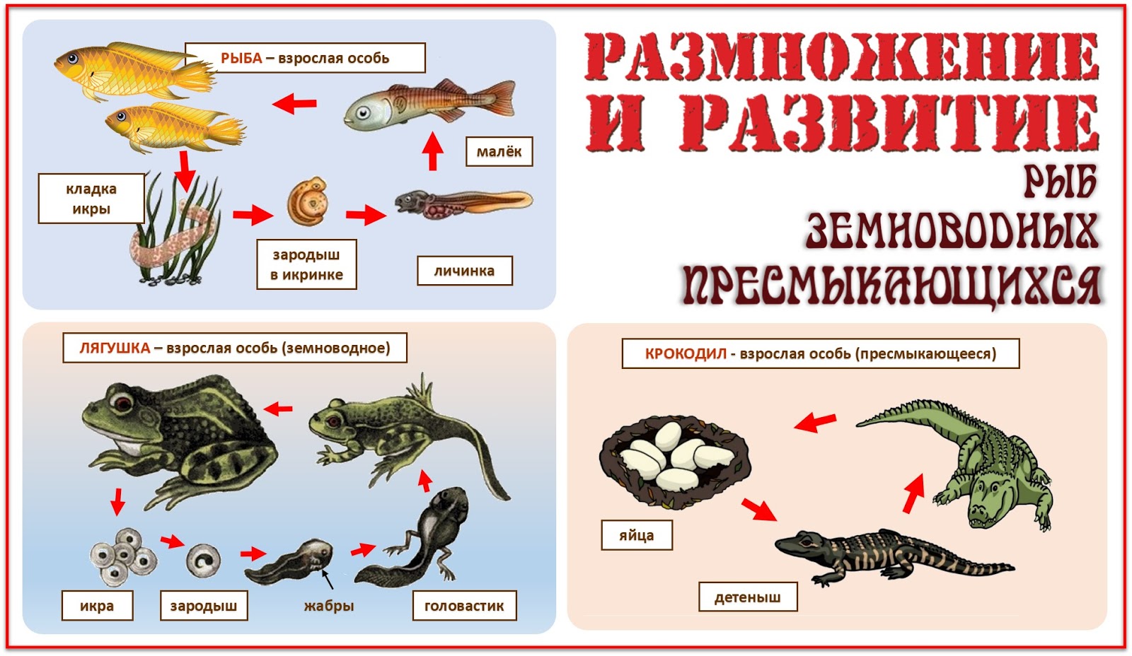 Цикл развития земноводных схема