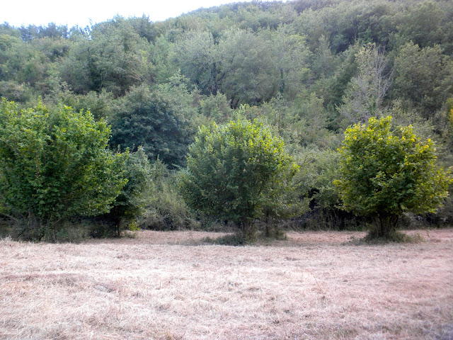 hazel copses