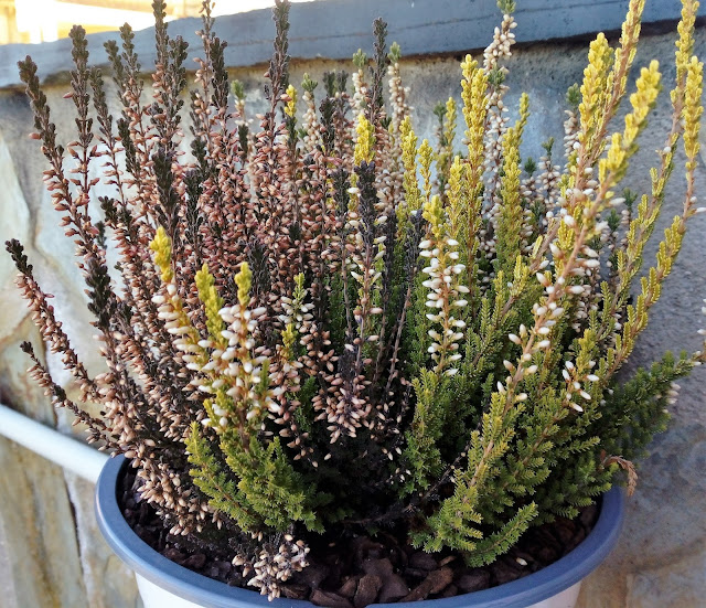 Calluna o brecina (Calluna vulgaris (L.) Hull.).