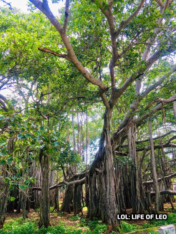 Banyan tree near me picture