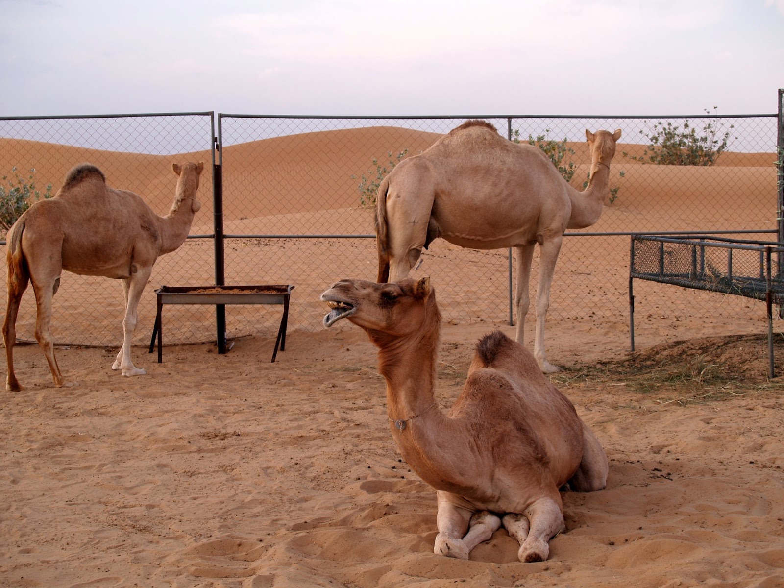 كم معدل اعمار الابل عالم الحيوان