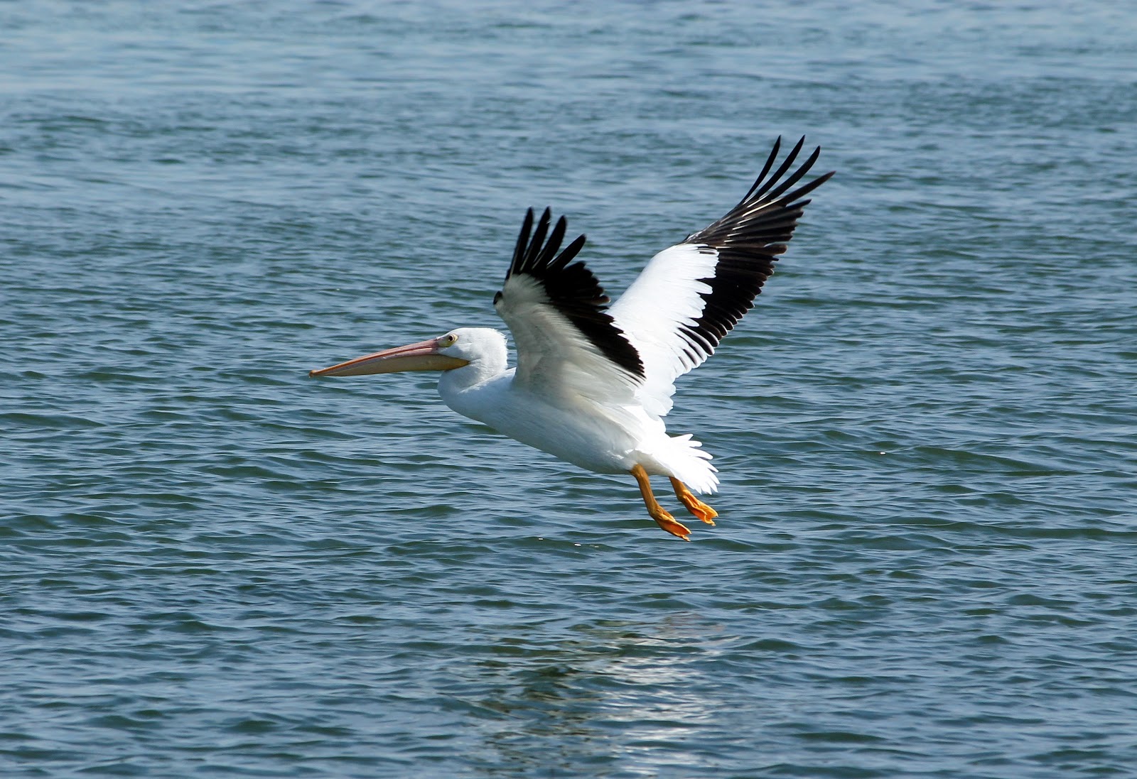 Joan and Dan's Birding Blog: American White Pelican