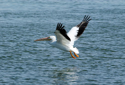 california blank is the largest flying bird 1