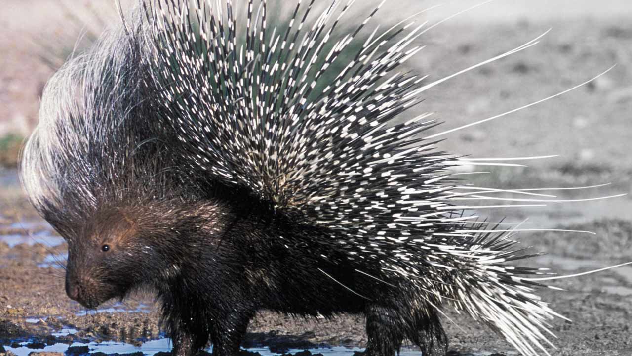 Animals Names That Start With P | Animals Name A To Z