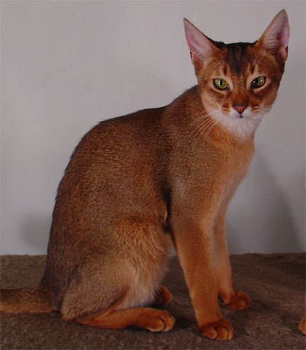 meu pet Melhores Raças de Gatos para sua Família adopt a pet Melhores Raças de Gatos para sua Família