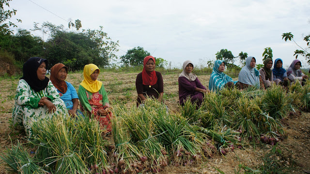 Siapapun Bisa Panen Bawang Merah