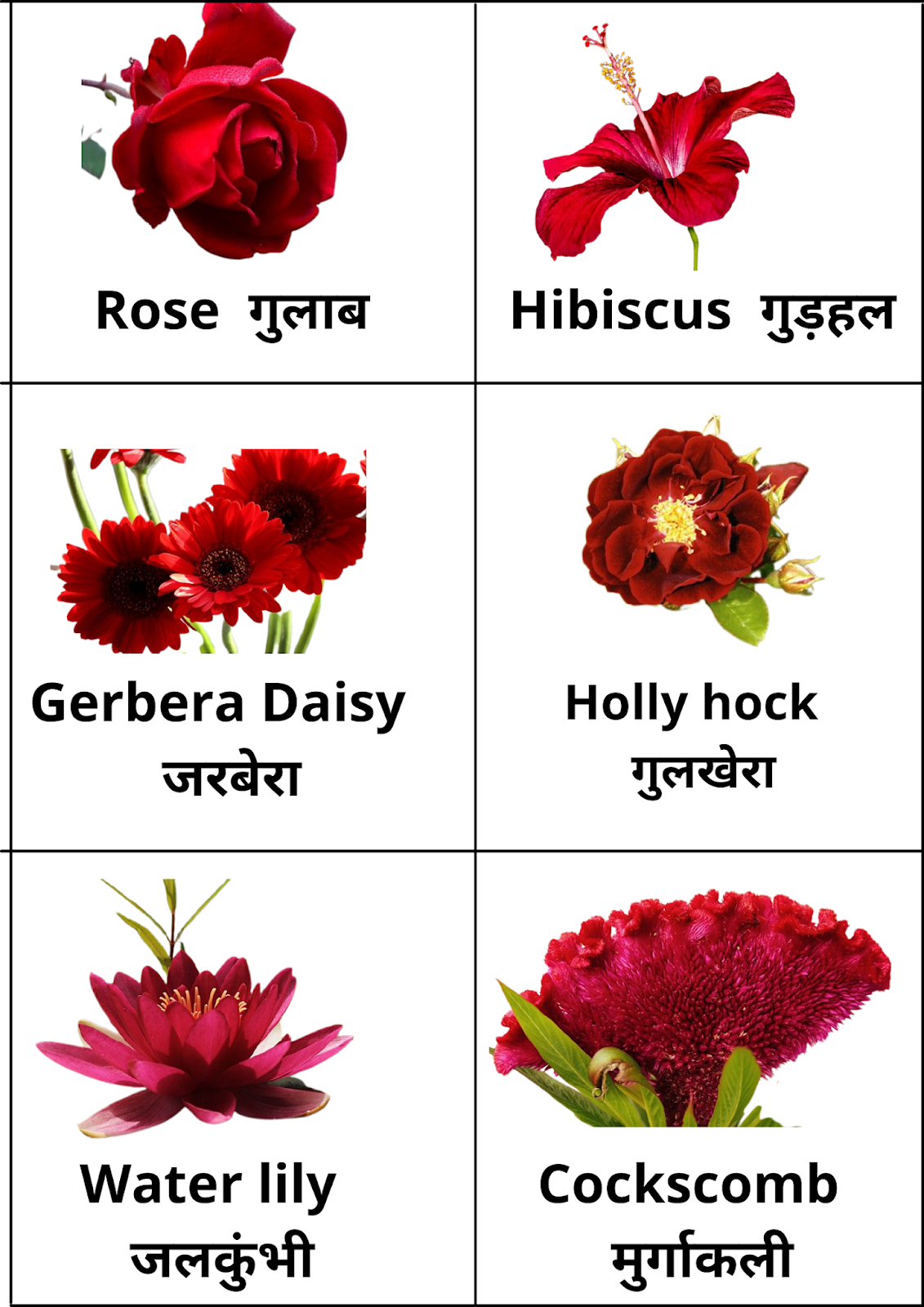 Red flowers name in Hindi and English : लाल फूलों के नाम