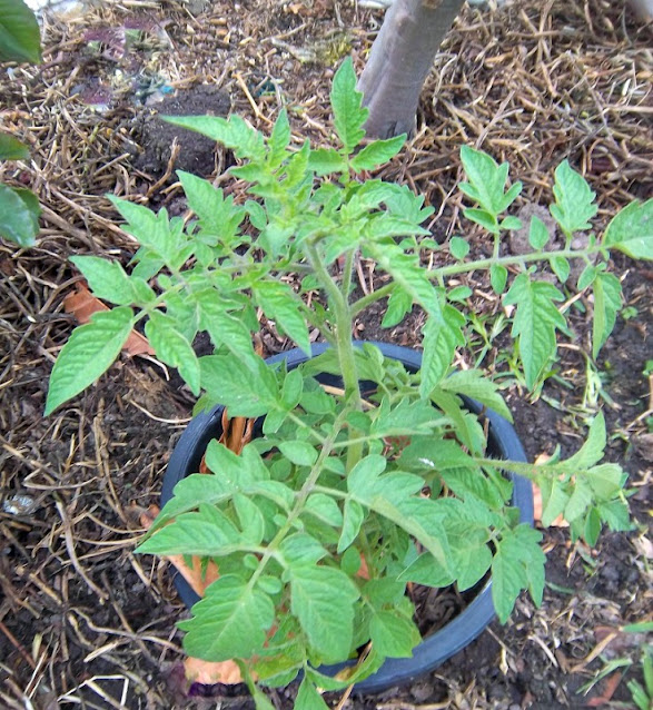 Tomato plant growing in a container