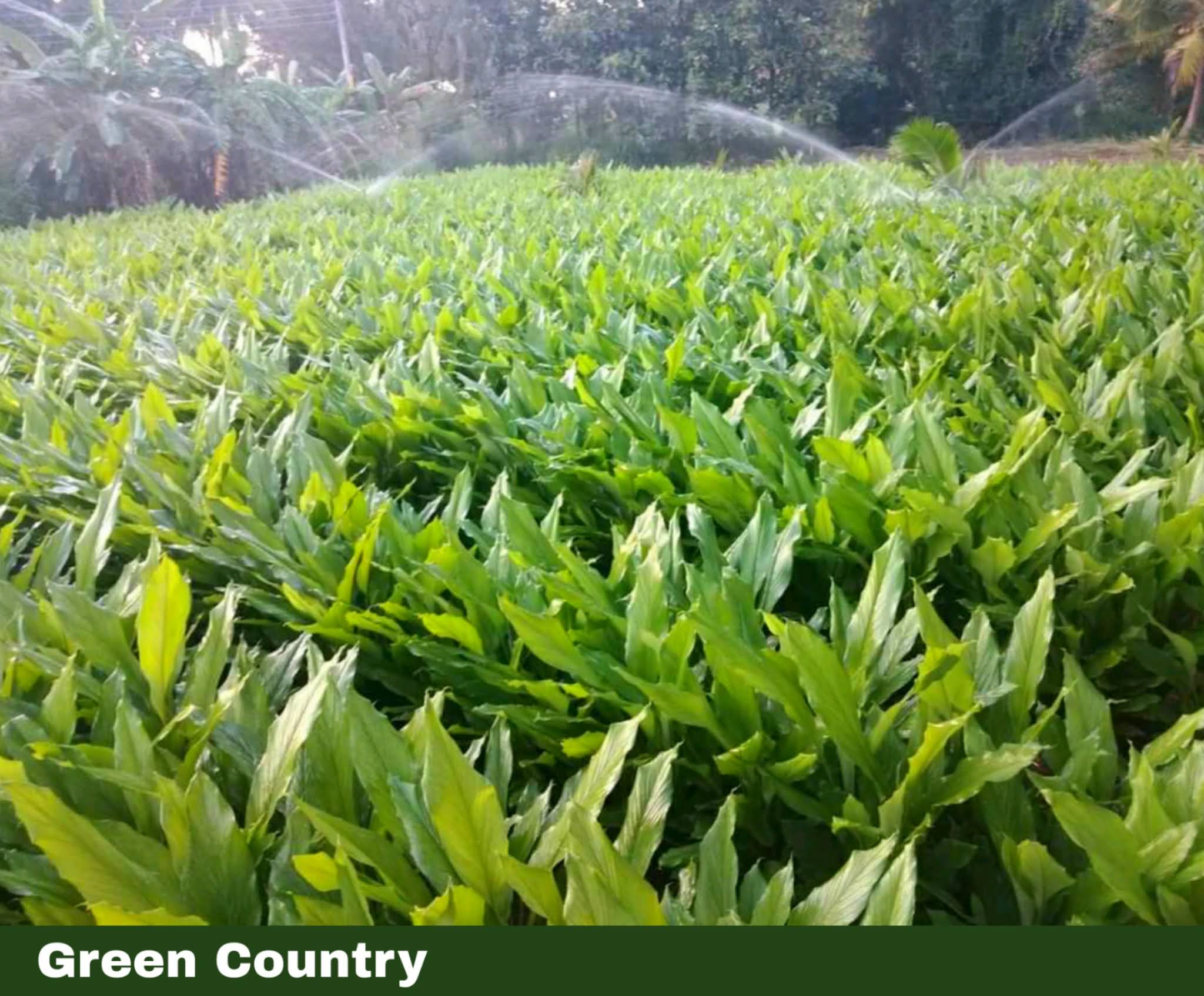 Turmeric Farming garden green country sl sri lanka history ceylone turmeric  කහ වගාව කහ නිෂ්පාදනය turmeric land