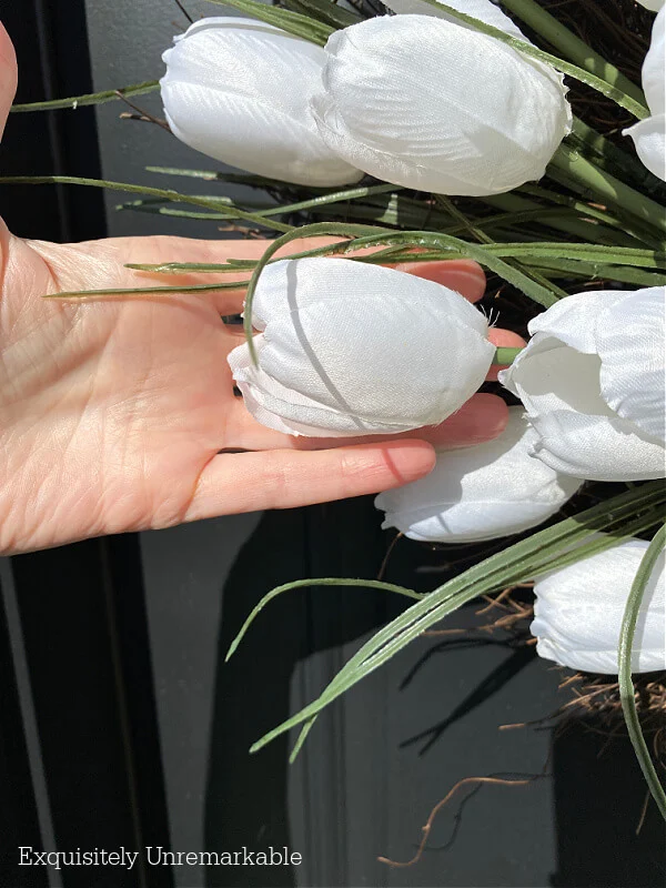 Large White Craft Tulips in hand for size comparision