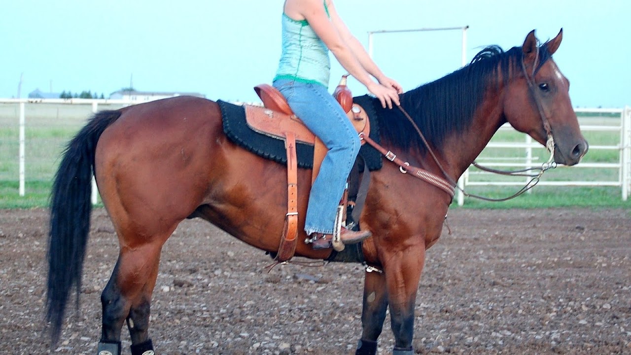 Barrel Racing Horses For Sale In Colorado Horse Choices