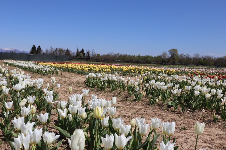 Il campo di raccolta di tulipani Fioriranno