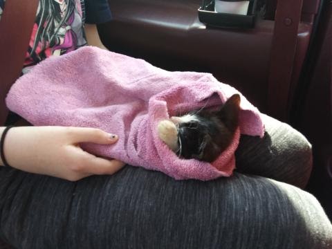 Kitten update #2
