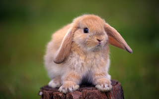  cute baby, Rabbits , bunny, image, widescreen free download