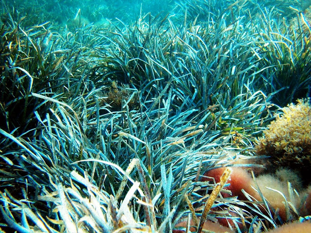 Посидония океаническая, водоросли, обитающие на лугах вдоль побережья Средиземного моря