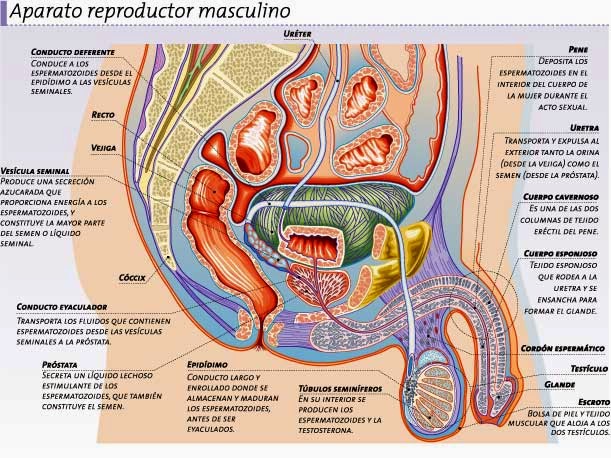como cuidar el sistema reprodutor masculino: Cuidados generales y salud