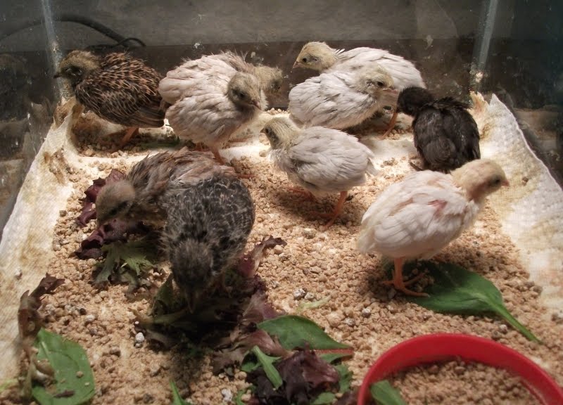 Blogging Quail Button Quail Chicks At 12 Days