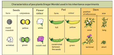 mendel pea plants from wikipedia