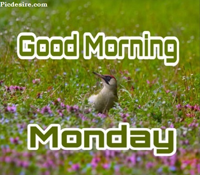 Good Morning Monday | 15+ Best Good Morning Monday Images Good Morning Monday | 15+ Best Good Morning Monday Images