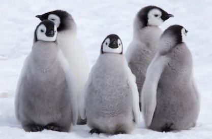 Can Penguins Get Cold ~ TELUGU WORLD