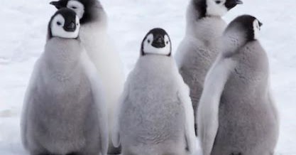 Can Penguins Get Cold ~ TELUGU WORLD