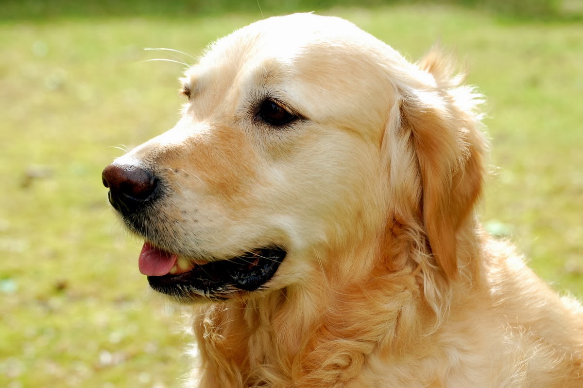 why is the tsh high in dogs who have hypothyroidism