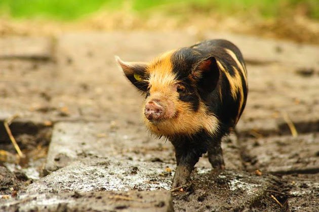 Hình con heo đẹp nhất