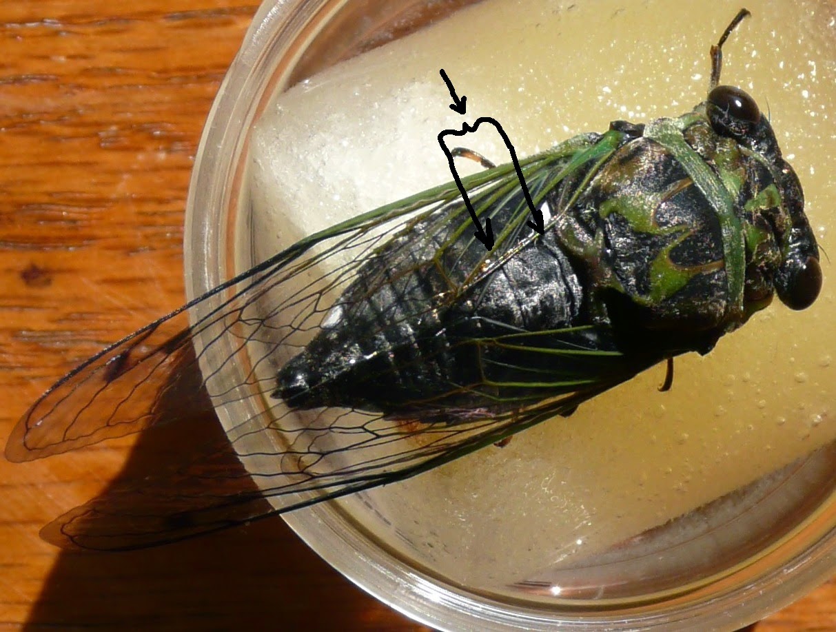 Mecklenburg NC Cicadas