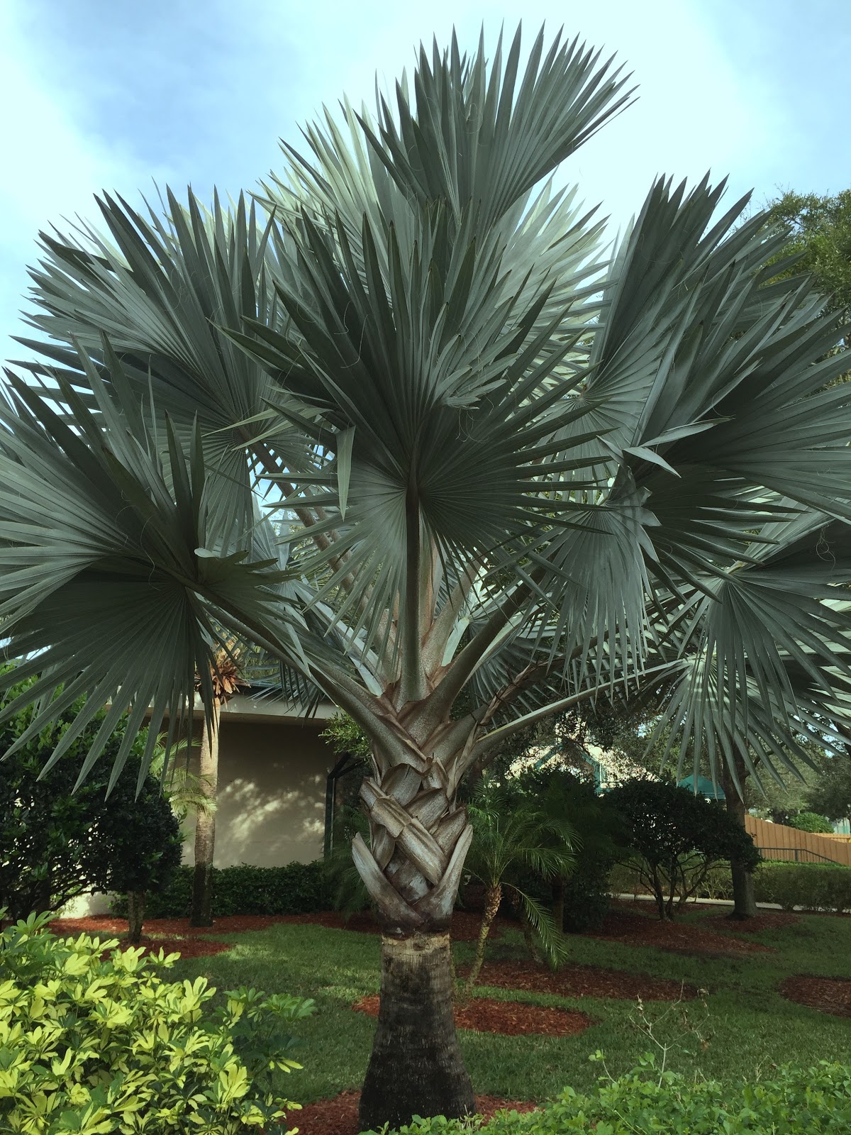 Notable Plants from My Trip to Orlando [Backyard Neophyte