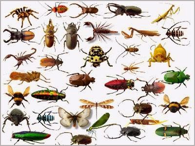 كم عدد الحشرات وانواعها في العالم