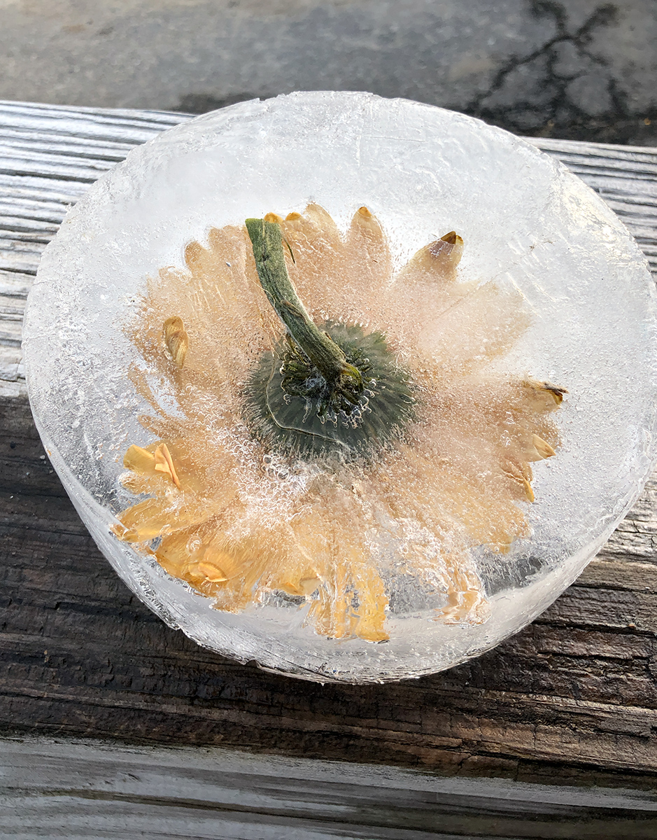 Kathleen Clemons Photography Frozen Flowers