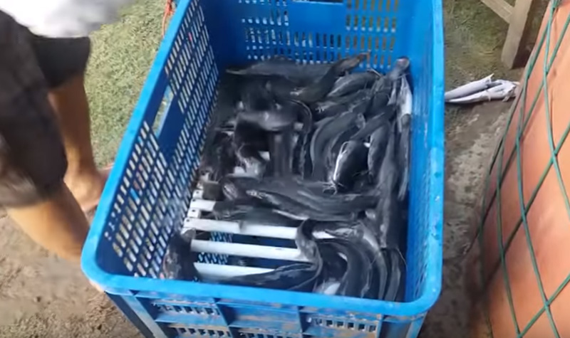 Peluang Usaha Budidaya Ikan Lele di Kolam Terpal Untuk Pemula Peluang Usaha Budidaya Ikan Lele di Kolam Terpal Untuk Pemula