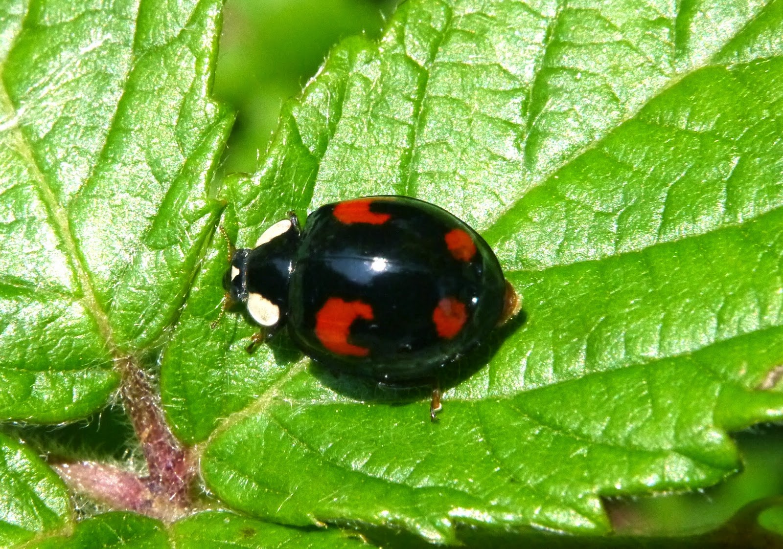 Northwest Norfolk Naturalists The Ladybirds of Northwest Norfolk