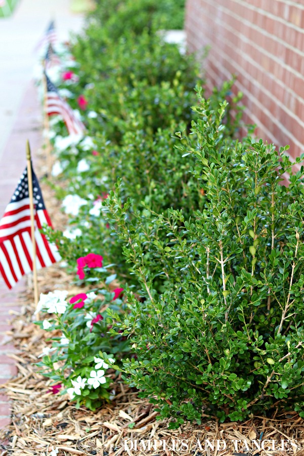 Garden Plants And Trees Scientific Names Scientific Name Of