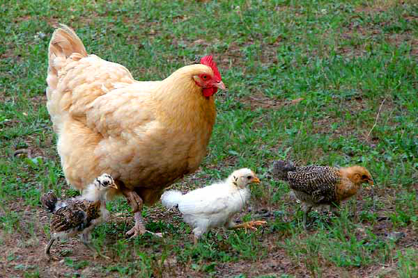 Tafsir Mimpi Tentang Ayam Terlengkap