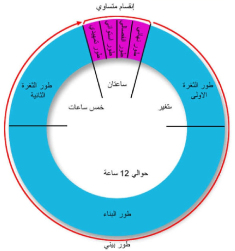 عمليه مستمره لنمو الخلايا وانقسامها وتعويض التالف منها