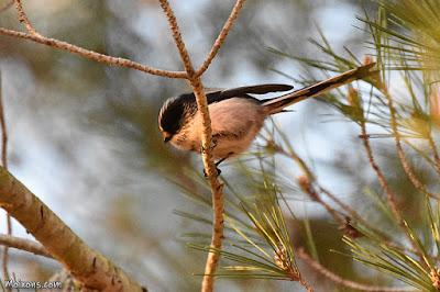 Mallerenga cuallarga (Aegithalos caudatus)