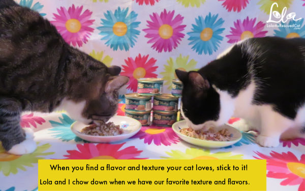 5 tips to get your finicky cat to eat