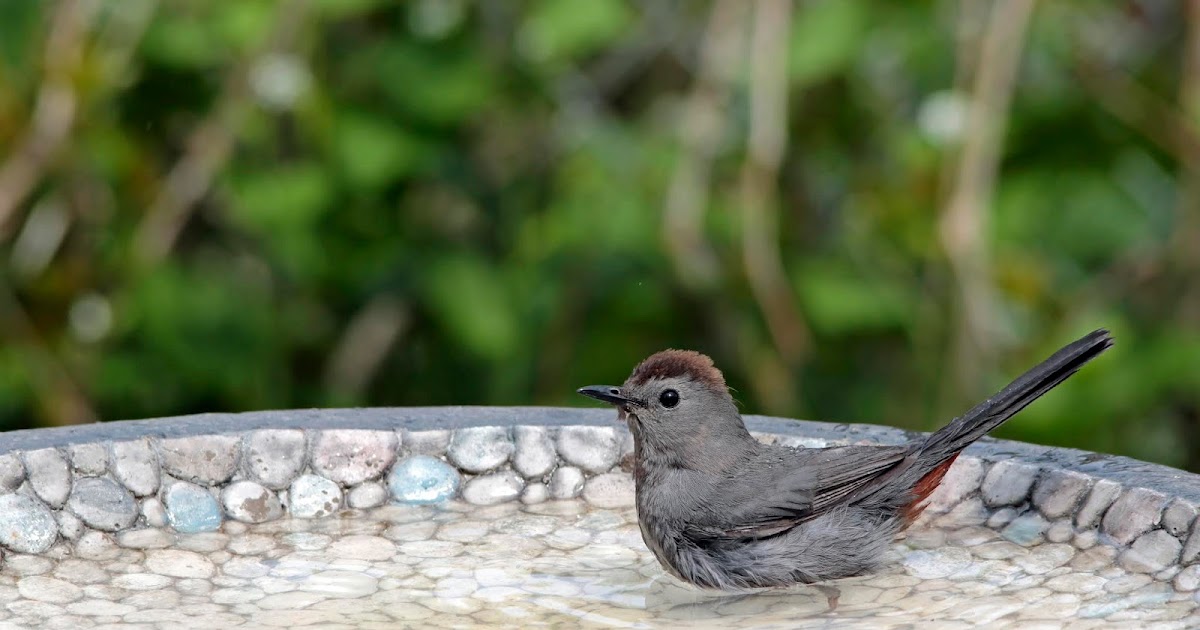 How Birds Beat the Heat Nature Notes Blog