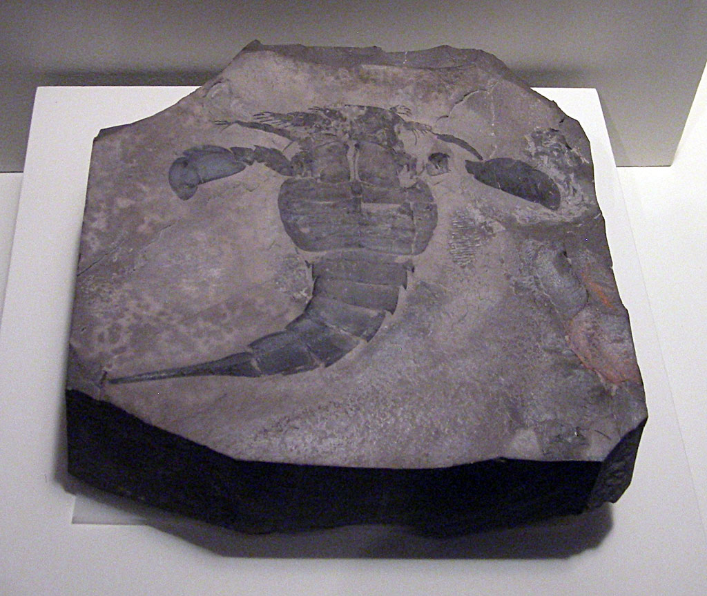 Louisville Fossils and Beyond New York State Museum