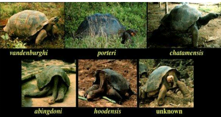 Teori Evolusi
